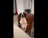 Dog stand touch hold hand of woman