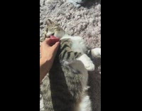 Lady pets sunbathing cat laying on carpet
