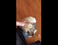 Collab BitchIG2 - Dog hanging onto owners leg
