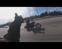 Dog rides motorcycle strapped in rider back