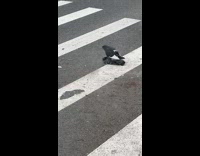 Pigeon stands over another dead pigeon and humps it