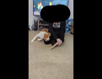 Dog plays with owner chases cardboard roll