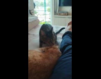 Tabby cat lick orange cat beside filmer