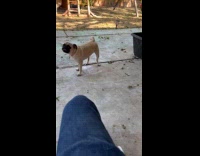 Dog gives up chasing its tail 