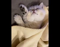 Cat sleeping under yellow blanket twitches paw