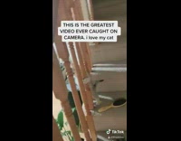 Cat on stairs peekaboo