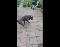 Dog tries to chase green flying insect