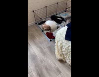 Shih Tzu puppy climb over cage fence