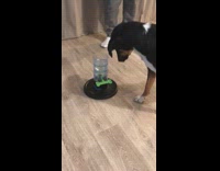Black dog figures out how to use treat dispensing toy