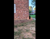 Orange cat camouflage sit beside brick wall