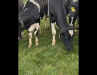 White sheep eats grass cows stare barbed wire 