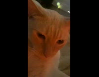 Pet cat bites the camera close to its face in the room