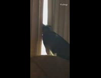 Black brown chihuahua dog howls couch window 