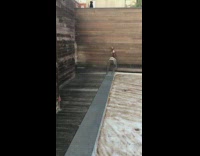 Pet dog barks at another dog on top of the wall