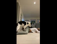 Girl pretends to faint dog humps her