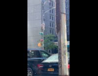 Swarm of bees on wood pole street