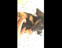 Guy rub belly of dachshund puppy paper strips
