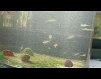 Small baby piranha fishes swims in a jar