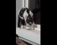 Cat fits head in jar drinks water
