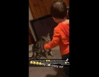 Cat stands on hind legs hits baby