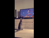 Grey cat watches mario video game television 