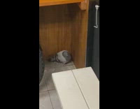 Pigeon bird sits at corner of restaurant 