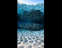 Underwater school of silver fish float 