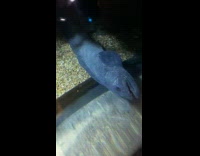 Dramatic fish lie down sideways inside aquarium