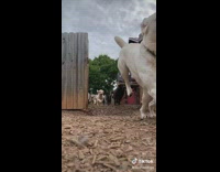 Dogs at daycare run out open fence 