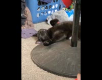 Cat sleeping in funny position looking drunk 