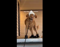 Collab ClipsIG - Dog wears beanie and socks at stairs