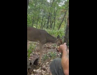 Man feeding wild deer pieces of apple