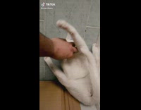 White cat rolls onto back in corner near brown door