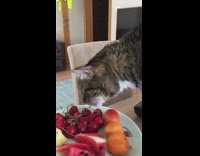 Cat bites steals cherries off white plate