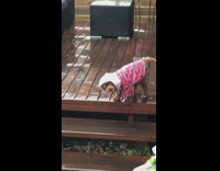 Small brown dog rain jacket falls stairs