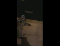 Cat falls down tries to remove headdress on it