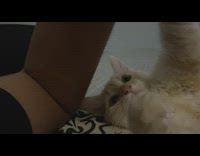 Fluffy kitten plays and bites arm 