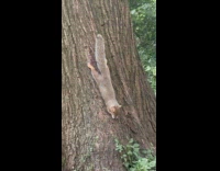 Squirrel chews food downwards on the tree