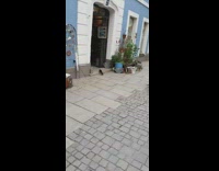 Collab DailyDoseOfInternet - Small black squirrel runs inside blue building 