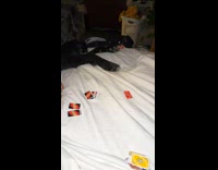 Collab BitchMP - Dog playing UNO 