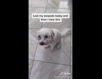 Girl loses airpods inside small white dog 