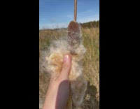 Cattail plant held and squished by the filmer