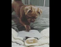 Brown pug puppy inspects hot water bottle 