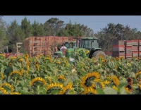 Girl sexy pose sit green truck sunflowers 