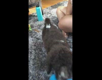 Black white puppy carpet squeaky blue toy