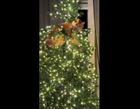 Orange cat in christmas tree