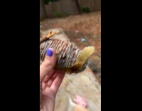 Dog wears helmet protecting head from falling pinecones