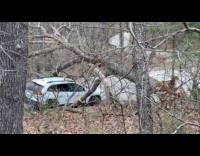 Car drive under fallen tree  over the road
