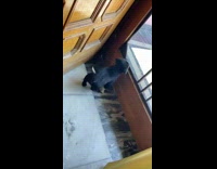 Tiny pug cries and looks outside window 