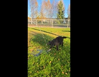 Dog bites water from hose at yard